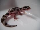 Leopardgecko Jungtiere aus 2022 abzugeben