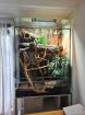 Großes XL Terrarium und Kornnatterweibchen Elli